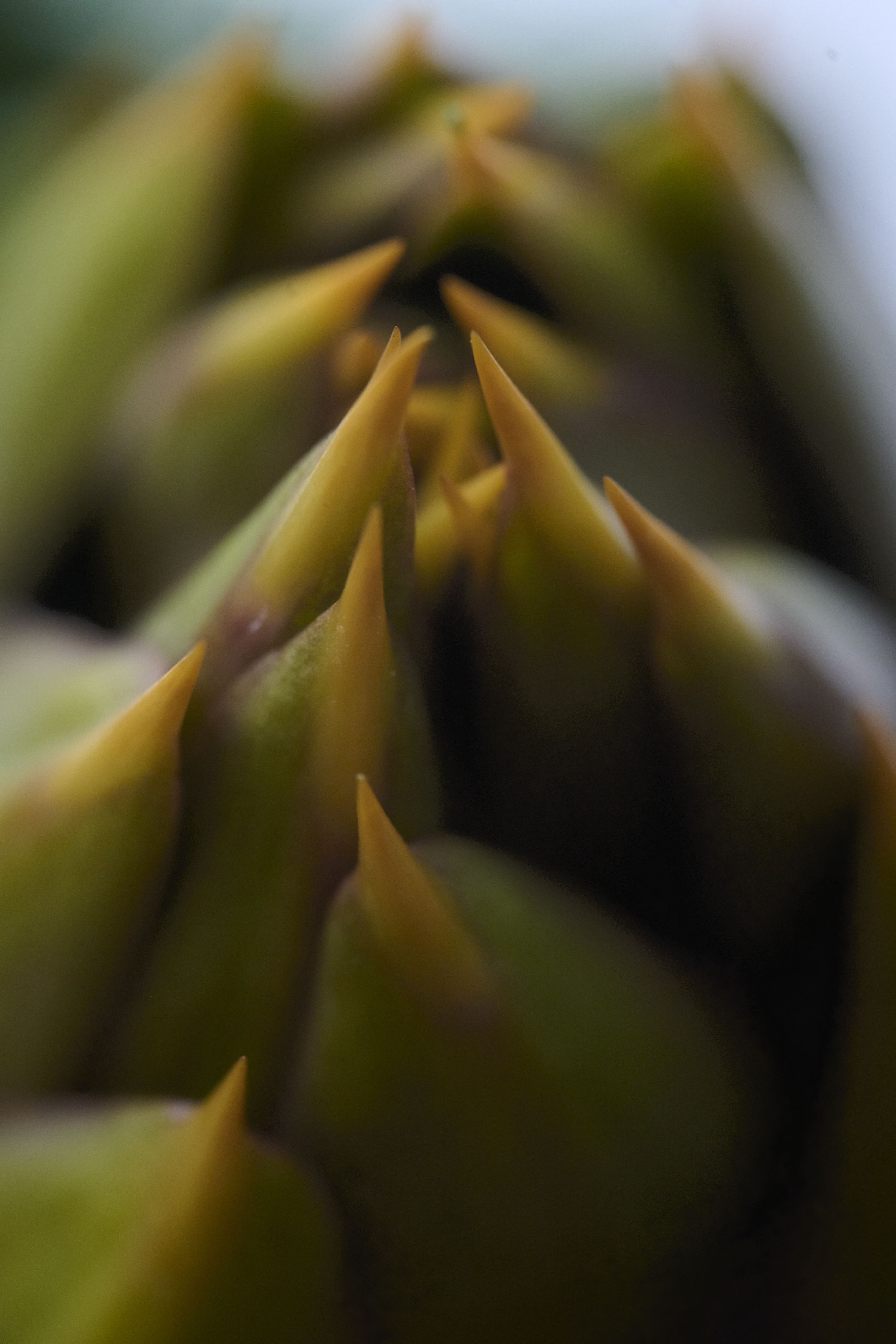 Torre 20 02 25 SAVOUR  53